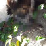 Обесеното в Дупница куче