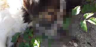 Обесеното в Дупница куче