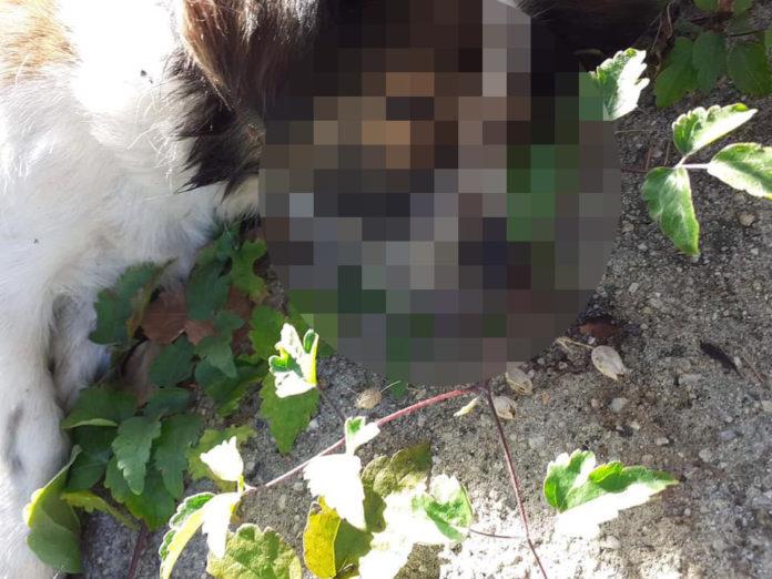 Обесеното в Дупница куче