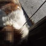 Обесеното в Дупница куче