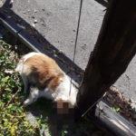 Обесеното в Дупница куче