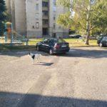 Кучета. Снимка: Групата на Кърджали и областта, Росияна Георгиева, Фейсбук