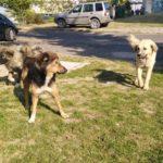 Кучета. Снимка: Групата на Кърджали и областта, Росияна Георгиева, Фейсбук