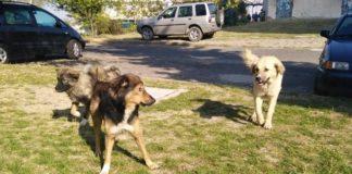 Кучета. Снимка: Групата на Кърджали и областта, Росияна Георгиева, Фейсбук