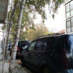 Циментираните дървета в Добрич