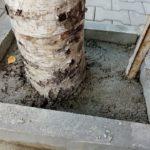 Циментираните дървета в Добрич