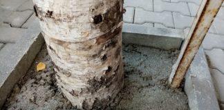 Циментираните дървета в Добрич