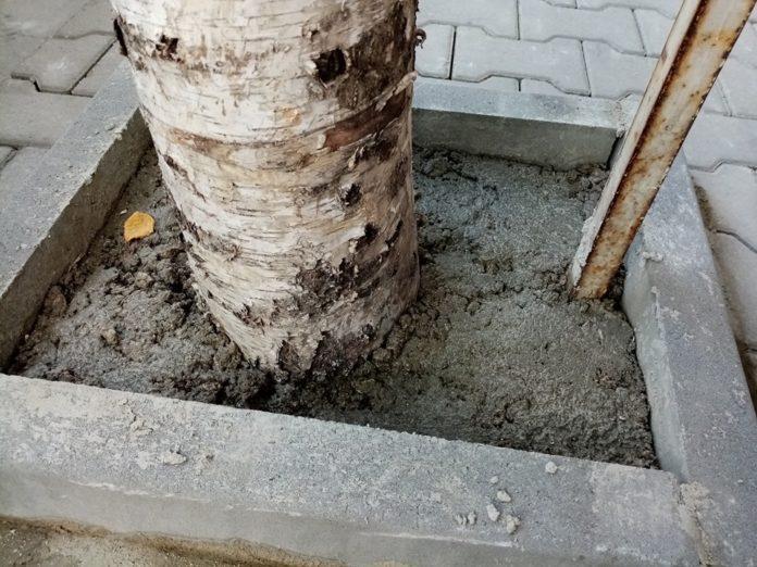 Циментираните дървета в Добрич