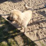 Кучета. Снимка: Групата на Кърджали и областта, Росияна Георгиева, Фейсбук