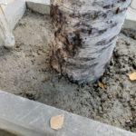 Циментираните дървета в Добрич