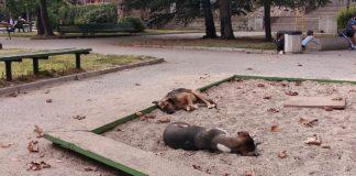 Бездомни кучета