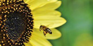 Илюстративна снимка: Пиксабей