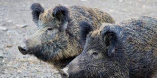 Диви прасета