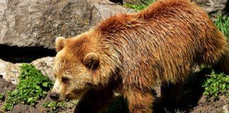 Илюстративна снимка: Пиксабей