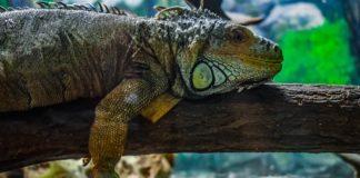 Игуана