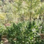 Нива с канабис. Снимка: пресцентър МВР