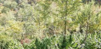 Нива с канабис. Снимка: пресцентър МВР