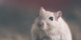 Илюстративна снимка: Пиксабей