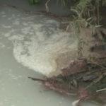 Русенски Лом