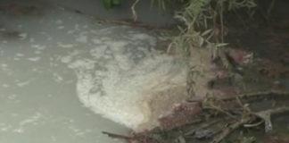 Русенски Лом