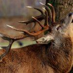 Благороден елен