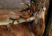 Благороден елен