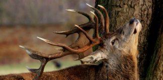 Благороден елен