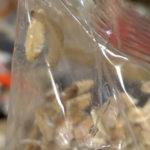 Червеи в овесени ядки