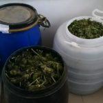 Иззеха големи количества наркотици при спецоперация в село Кривина