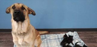 Кучето Серенити и петте котенца