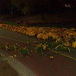 Цветята. Снимка: л.арх Емил Манолов, Забелязано в София, Фейсбук