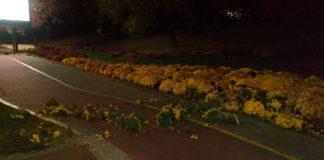 Цветята. Снимка: л.арх Емил Манолов, Забелязано в София, Фейсбук