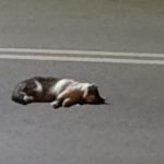 Котето. Снимка: Фейсбук, Katerina Sivri