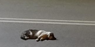 Котето. Снимка: Фейсбук, Katerina Sivri