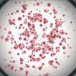 Стволови клетки