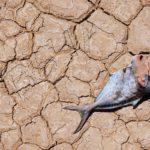 Адаптиране. Снимка: Иван Червенков