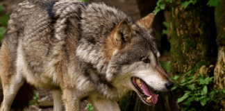 Илюстративна снимка: Пиксабей