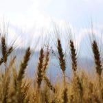 Илюстративна снимка: Пиксабей