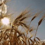 Илюстративна снимка: Пиксабей