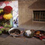 Снимка: Николай Васильовски