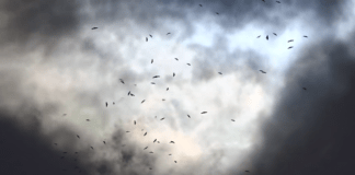 Мигриращи орли. Снимка: Скрийншот от видеото