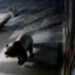 Мечката. Снимка: Снимка: Скрийншот от клип на Лифт Сопот