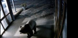 Мечката. Снимка: Снимка: Скрийншот от клип на Лифт Сопот