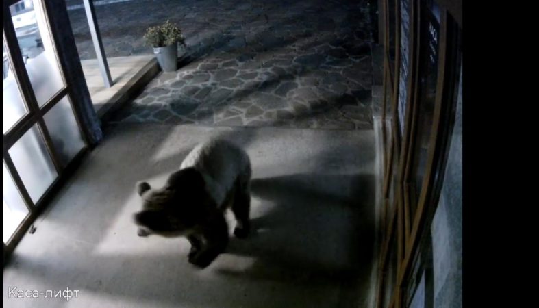 Мечката. Снимка: Снимка: Скрийншот от клип на Лифт Сопот