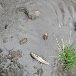 Мъртва риба в река Струма