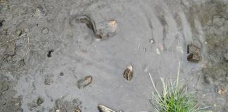 Мъртва риба в река Струма