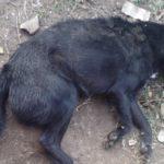 Аксел. Снимка: Светлана Николова