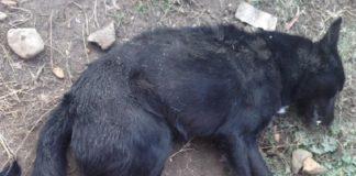 Аксел. Снимка: Светлана Николова