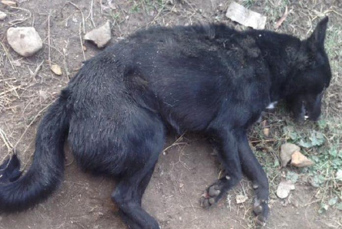 Аксел. Снимка: Светлана Николова