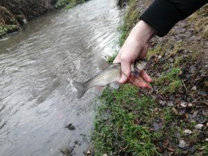Мъртва риба в река Струма